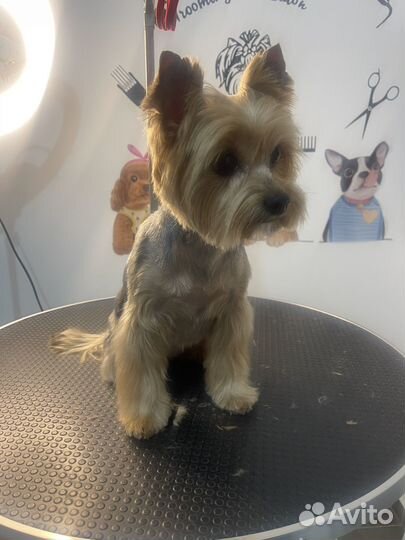 Груминг кошек и собак