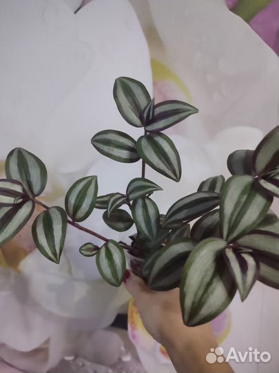 Аглоонема Мария,традесканция зебрина,сциндапсус