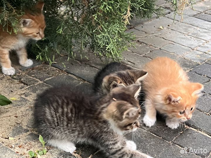 Котята в добрые руки бесплатно