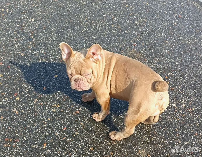 Французский круассанчик Изабелла