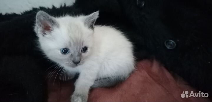 Сиамские котята бесплатно