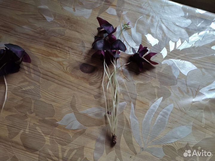 Кислица оксалис фиолетовая