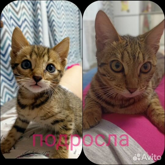 Бенгальская кошка