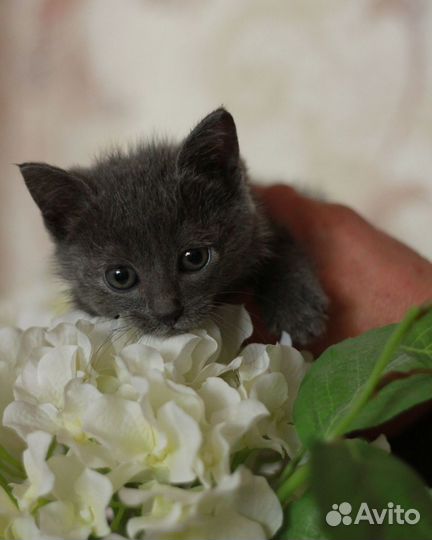 Кошечка в добрые руки