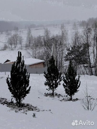 Сосна из питомника 6.45 М