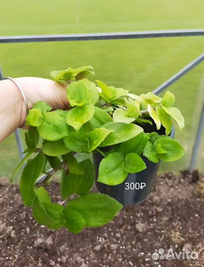 Традесканция, сансевиерия