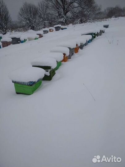 Продам пчёломаток