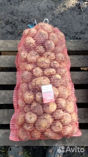 Продам картофель оптом