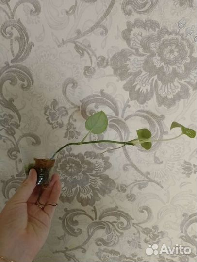 Сциндапсус