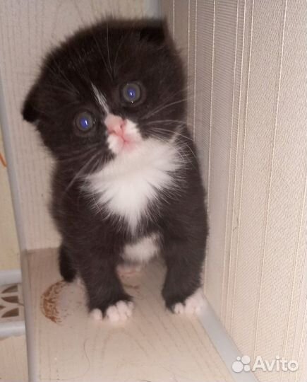 Шотландская вислоухая