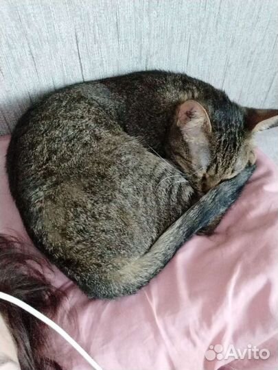 Котики в добрые руки