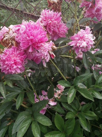 Дача 20 м² на участке 8 сот.