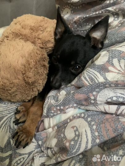 Русский той-терьер вязка