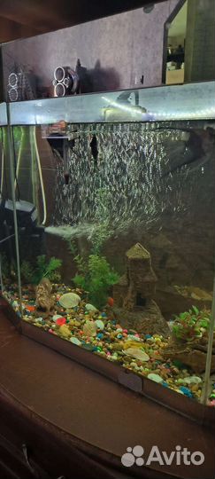Аквариум