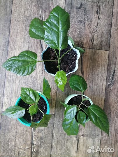 Гибискус китайская роза