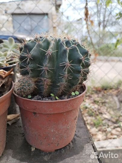 Цветы обмен