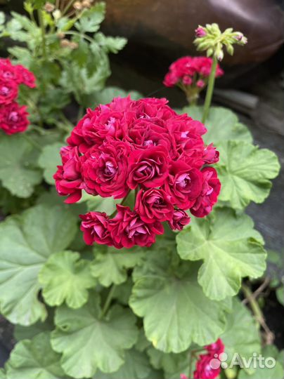 Ассорти гераней