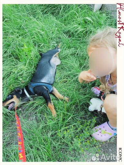 Собака в добрые руки