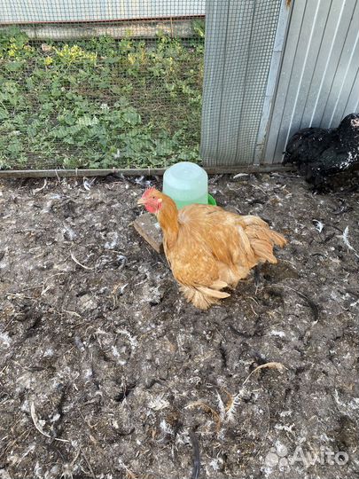 Куры Кохинхин