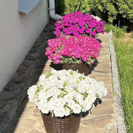 Петуния ампельная и каскадная, рассада