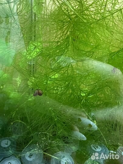 Улитки аквариумные