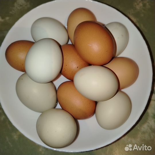 Домашние куриные яйца