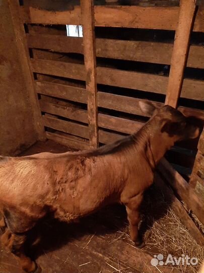 Корова и бычок