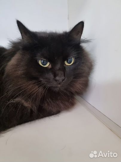 Отдам кошечку Ферджи