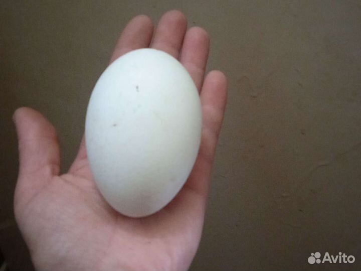 Домашние куриные, гусинные яйца