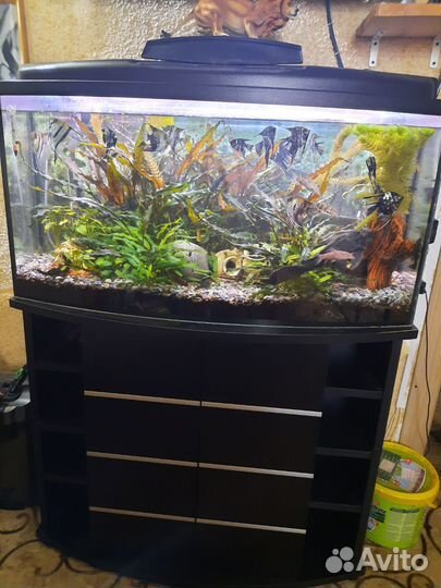 Аквариум с тумбой на 250 л