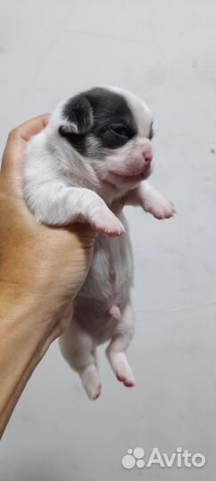 Много чихов (мальчики)