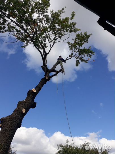 Спиливание аварийных деревьев, кронирование