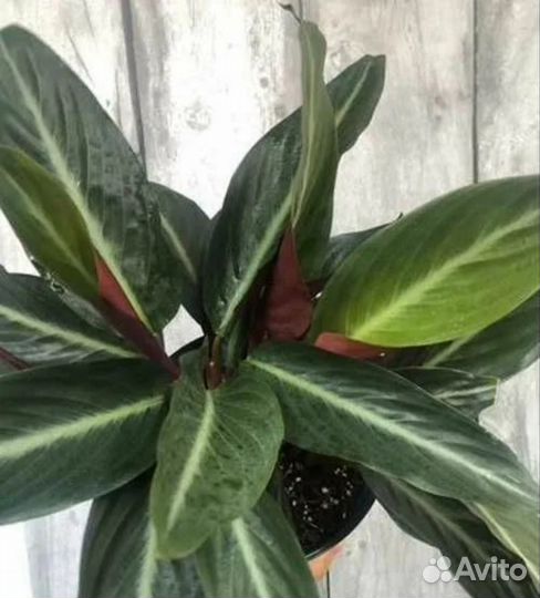 Комнатные растения цветы