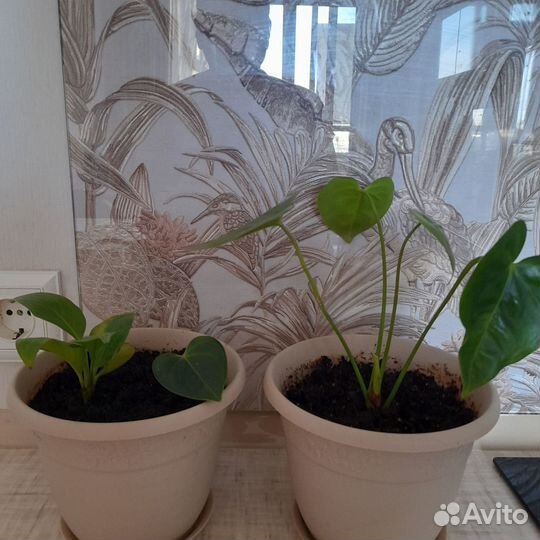 Женское счастье и Мужское счастье