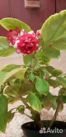 Бальзамин махровый