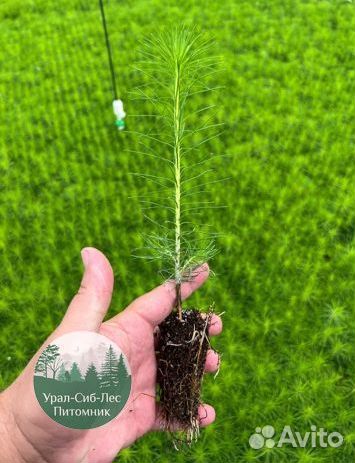 Сосна зкс окс сеянцы Ель Лиственница Голуб Горная