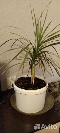 Пальма драцена