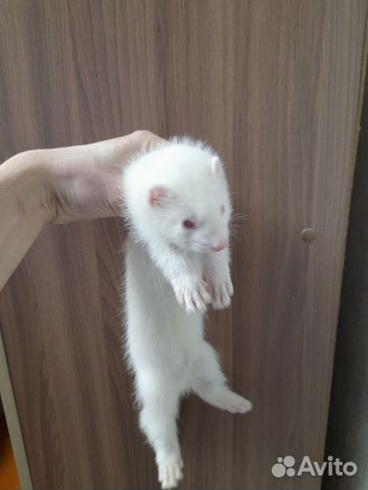 Продам хорят