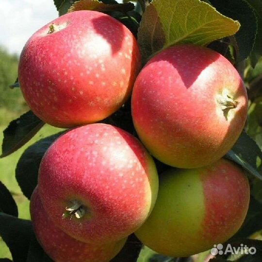 Саженцы яблони полукультурки