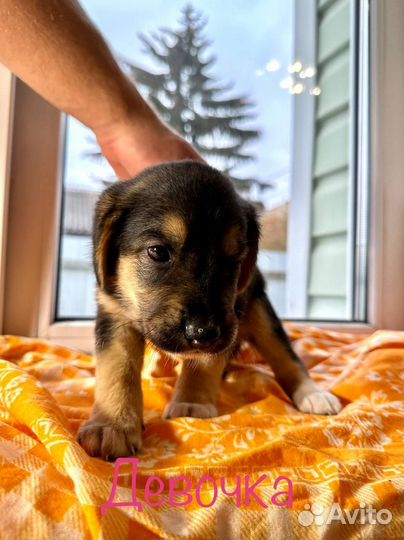 Щенки в добрые руки