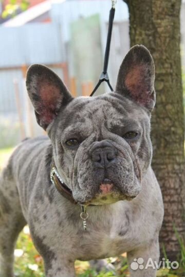 Француз мальчик