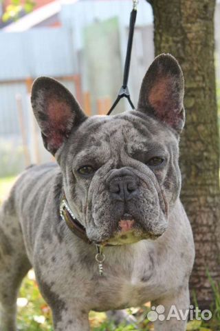 Француз мальчик