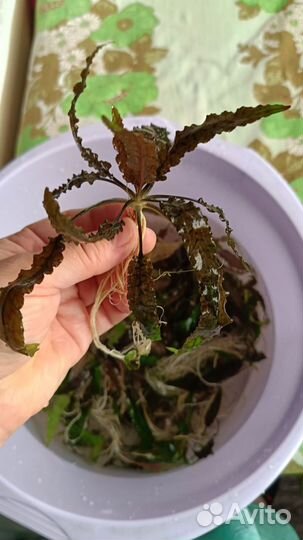 Аквариумное растение