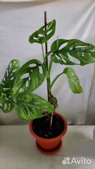 Монстера манки