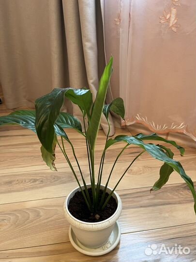 Спатифиллум (Женское счастье)