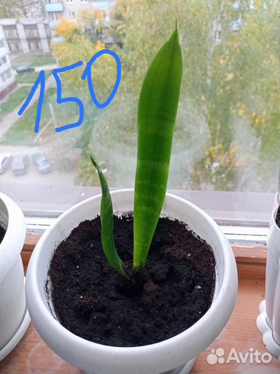 Сансевиерия