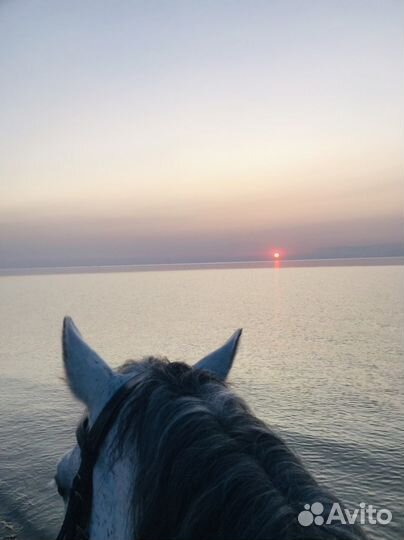 Конный поход