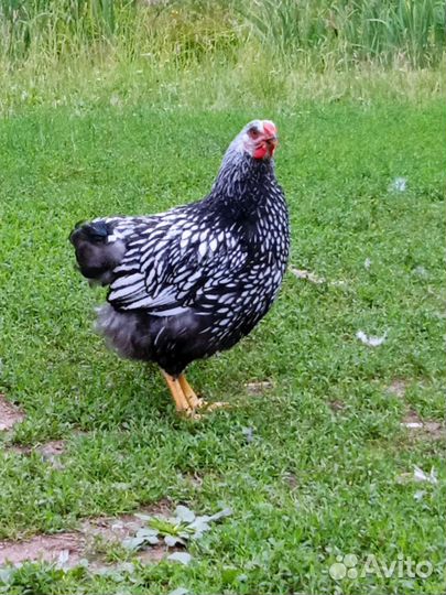 Семьи поодных птиц, перепела, индюки