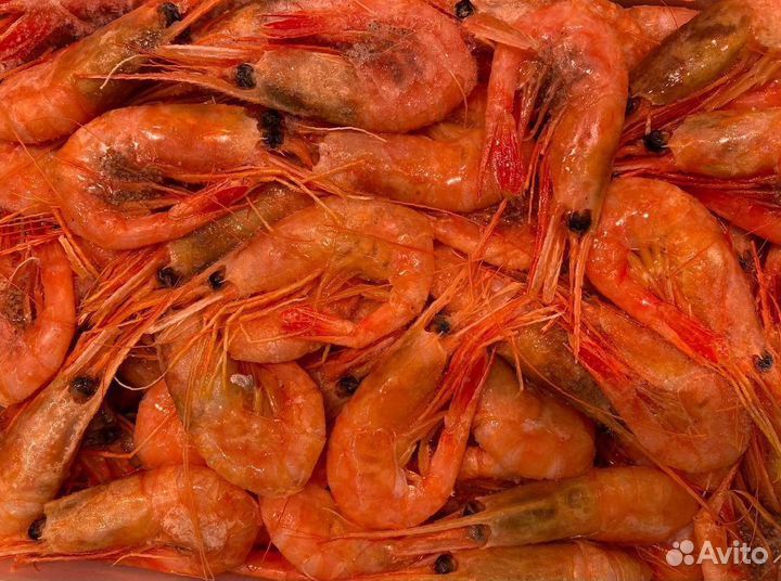 Креветка северная. Свежий. Опт