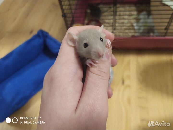 Крысята дамбо девочки